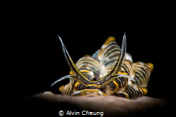 Butterfly in the dark by Alvin Cheung 